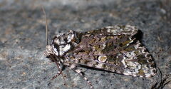Craniophora ligustri