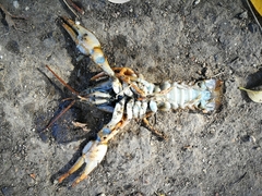 Pontastacus leptodactylus