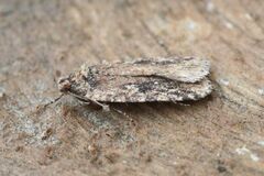 Agonopterix pulvipennella