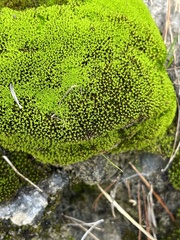 Trichostomum crispulum