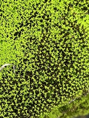 Trichostomum crispulum