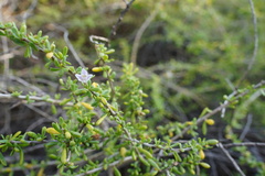 Lycium mascarenense
