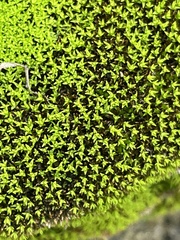 Trichostomum crispulum