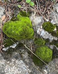 Trichostomum crispulum