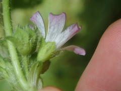 Malva nicaeensis