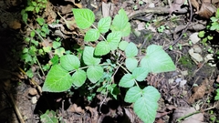 Rubus niveus