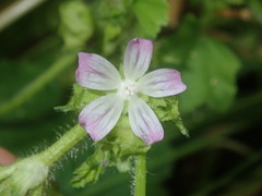 Malva nicaeensis