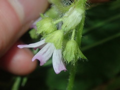 Malva nicaeensis