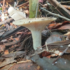 Leucopaxillus