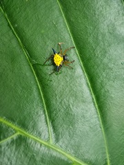 Macracantha hasselti