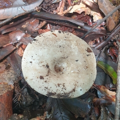 Leucopaxillus