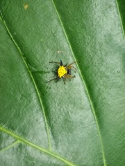 Macracantha hasselti