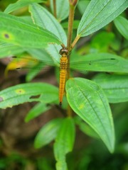 Orchithemis pulcherrima