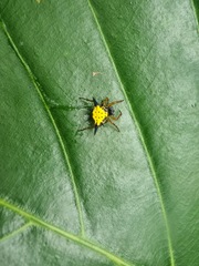 Macracantha hasselti