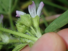 Malva nicaeensis