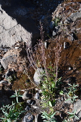 Eutrema edwardsii