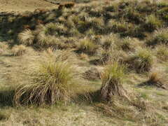 Chionochloa rigida rigida