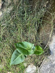 Arum pictum