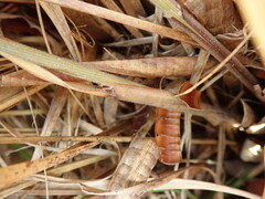 Chionochloa rigida rigida