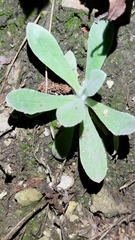 Pseudognaphalium adnatum