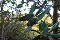 Sideroxylon borbonicum