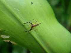 Viciria pavesii