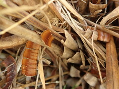 Chionochloa rigida rigida