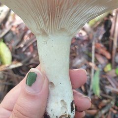 Leucopaxillus