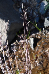 Eutrema edwardsii