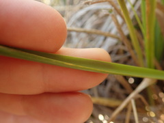 Chionochloa rigida rigida
