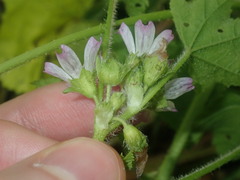 Malva nicaeensis