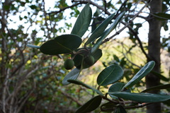 Sideroxylon borbonicum