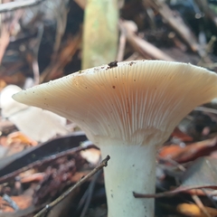 Leucopaxillus