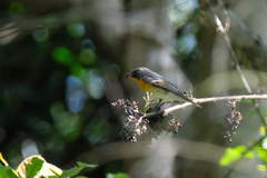 Ficedula mugimaki