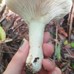 Leucopaxillus