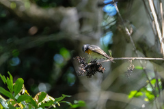 Ficedula mugimaki