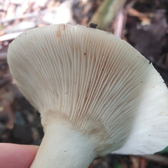 Leucopaxillus