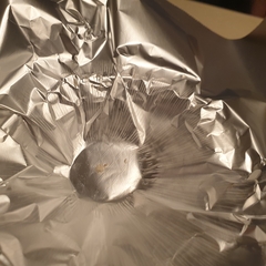 Leucopaxillus