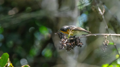 Ficedula mugimaki
