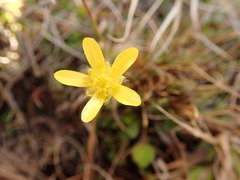 Ranunculus multiscapus