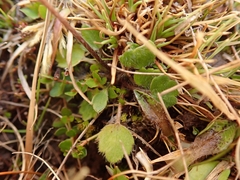 Ranunculus multiscapus