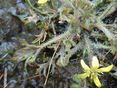 Ranunculus brevis
