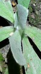 Pseudognaphalium adnatum