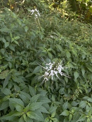 Orthosiphon aristatus