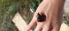 Protaetia orientalis sakaii