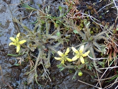 Ranunculus brevis