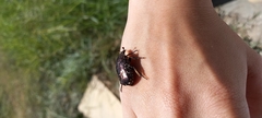 Protaetia orientalis sakaii