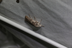 Cryptophasa irrorata