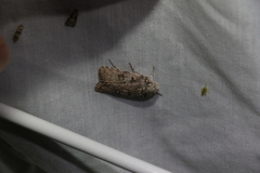 Cryptophasa irrorata