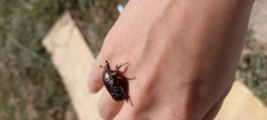 Protaetia orientalis sakaii